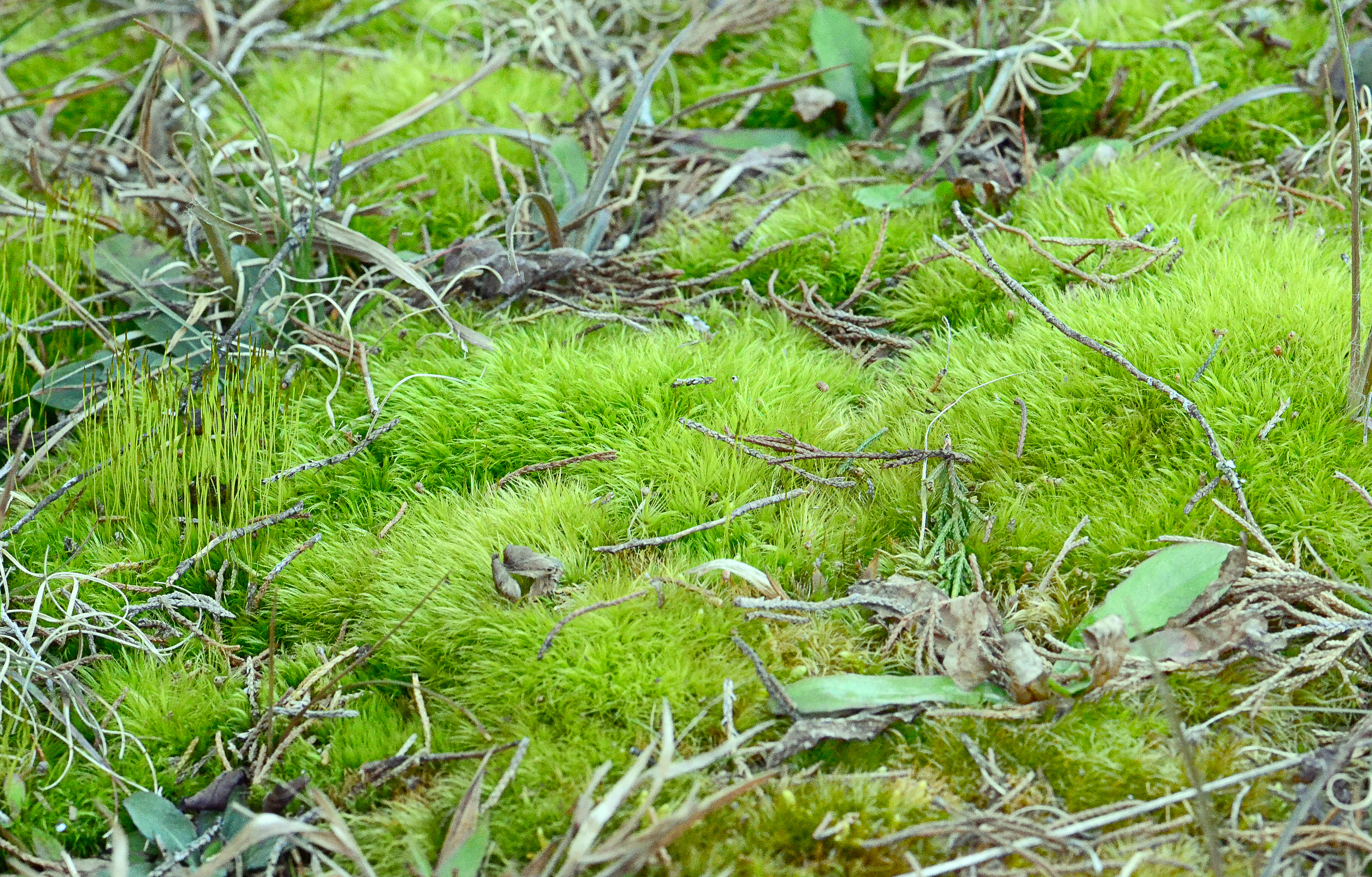 early spring moss growth Zoar cemetery (2)